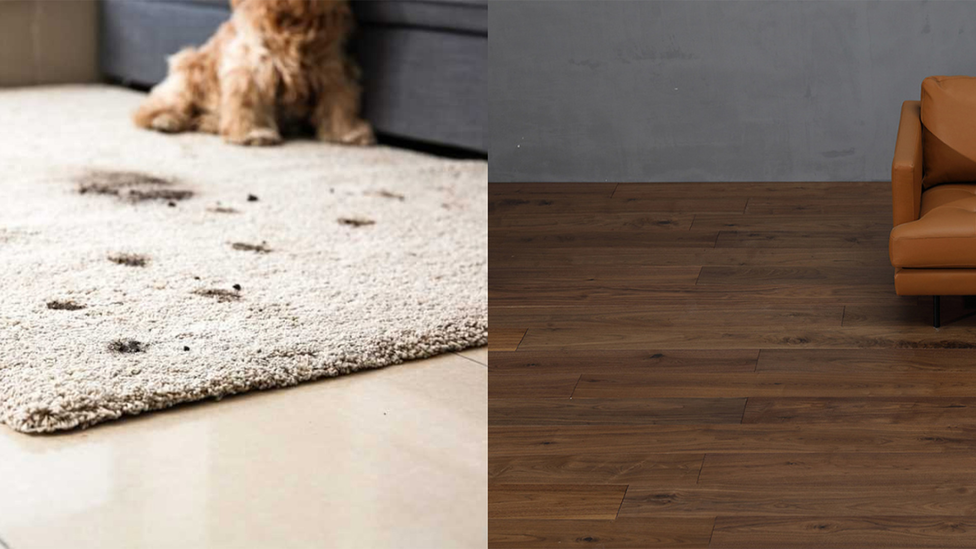 Carpet or Hardwood Flooring Find out which is better? Lamiwood