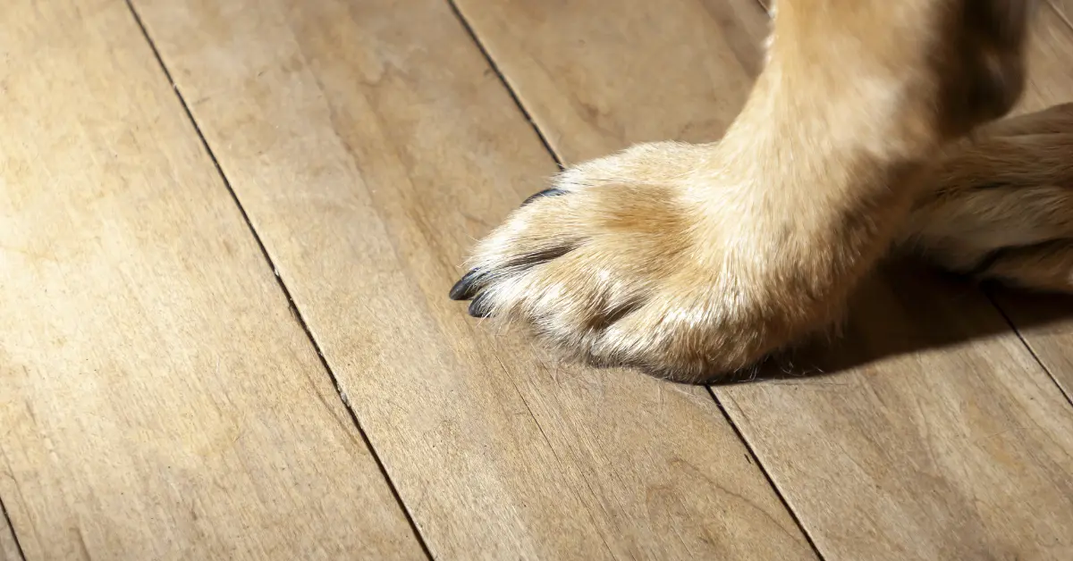 Pet Friendly Flooring: Balancing Style and Functionality